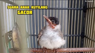 Download lagu Masteran anak burung kutilang memanggil induk mp3