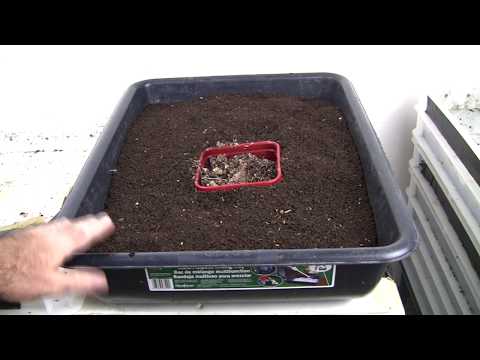 VermiBag  Ep 72 Results of Worm Separation from finished Castings  Ep 68