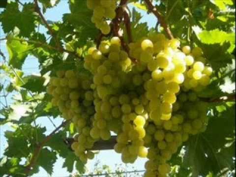 Илия Луков и Ева квартет - Садила мома край море лозе