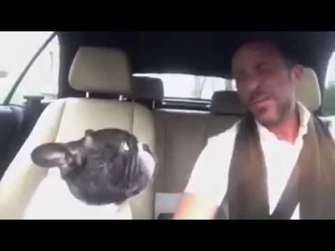 Great talent dog and man best friends singing song