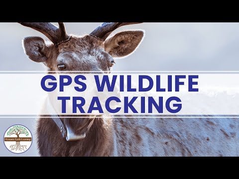 Animal Tracking Technology Revolutionizes Wildlife Study