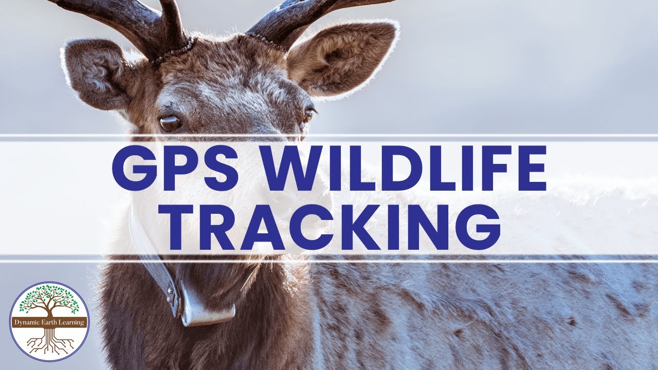 GPS WILDLIFE TRACKING - Earth Science Education Video