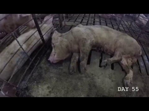 How Bacon is Made (WARNING GRAPHIC Animal Cruelty) PIGS Smart as DOGS ASPCA Pork Hot Dogs