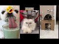 Funny Cats 2025 Favorite Friends Funanimals Episode 4369