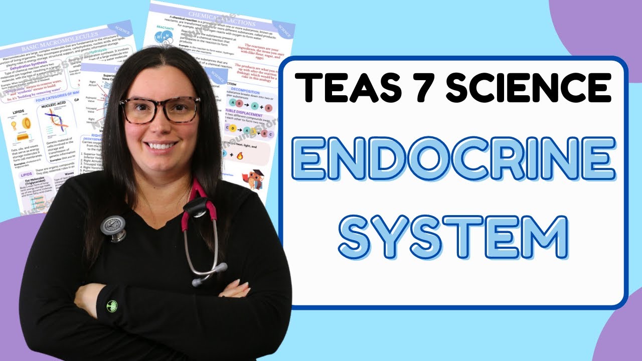 2025 ATI TEAS 7 Science Anatomy and Physiology Endocrine System with Nurse Cheung