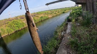 最近海釣りで坊主続きだったので、野川でナマズに慰めてもらいました