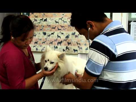 download lagu mp3 mp4 How Are Dogs Treated In India, download lagu How Are Dogs Treated In India gratis, unduh video klip How Are Dogs Treated In India