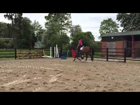 Burrswood kismet 15hh gelding