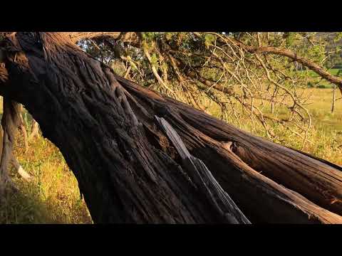 Senda del sabinar de Calatañazor (Reserva Natural Sabinar de Calatañazor - Soria)