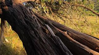 Senda del sabinar de Calatañazor (Reserva Natural Sabinar de Calatañazor - Soria)