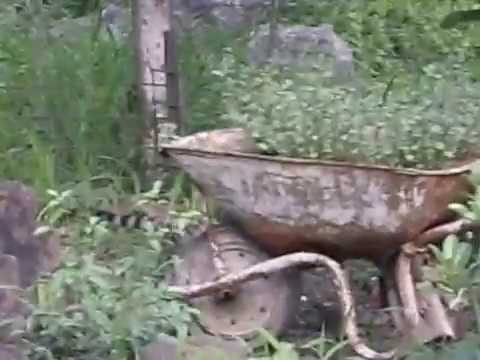 Small Spotted Genet attacked by Black Mamba
