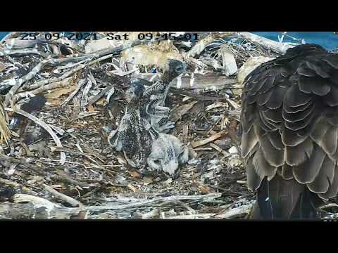 Port_Lincoln Osprey | Big brother continuously attack on two brothers | Siblings rivalry| 24.09.2021