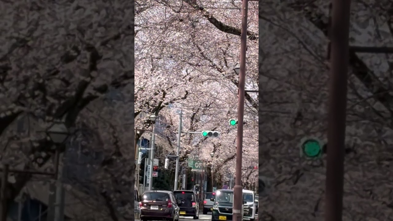 #shortsvideo #cherryblossom2026 #akigawa #akirunocity #tokyojapan