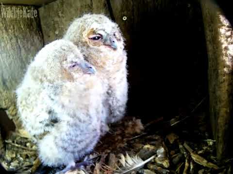 May 9th Owlets inside