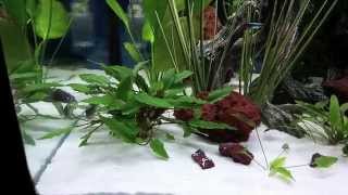 Marineland 27 Cube freshwater aquarium update