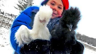 Chicken Boredom… getting them OUT OF THE COOP in winter
