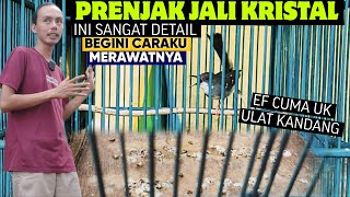 Download lagu INI SANGAT DETAIL SEKALI ‼️ MERAWAT BURUNG PRENJAK JALI KRISTAL GACOR mp3