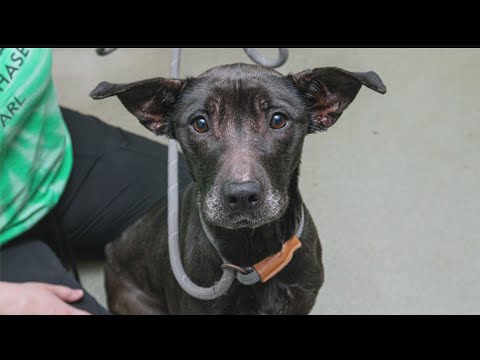 Dogs rescued by ARL after found in filthy Des Moines home
