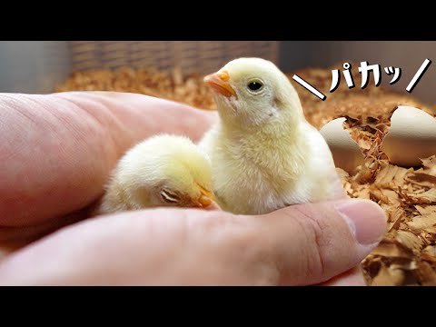 園芸 ひよこを入手するにはどうすればよいですか?