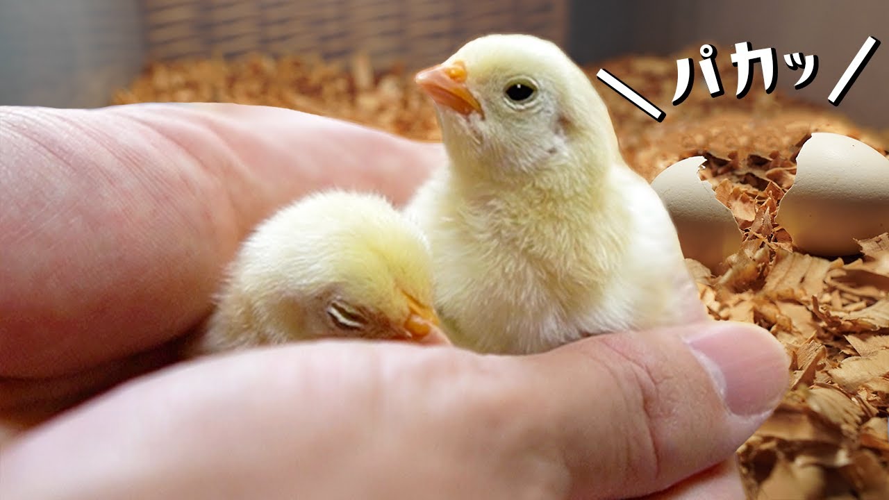 私はひよこ達の母親になった