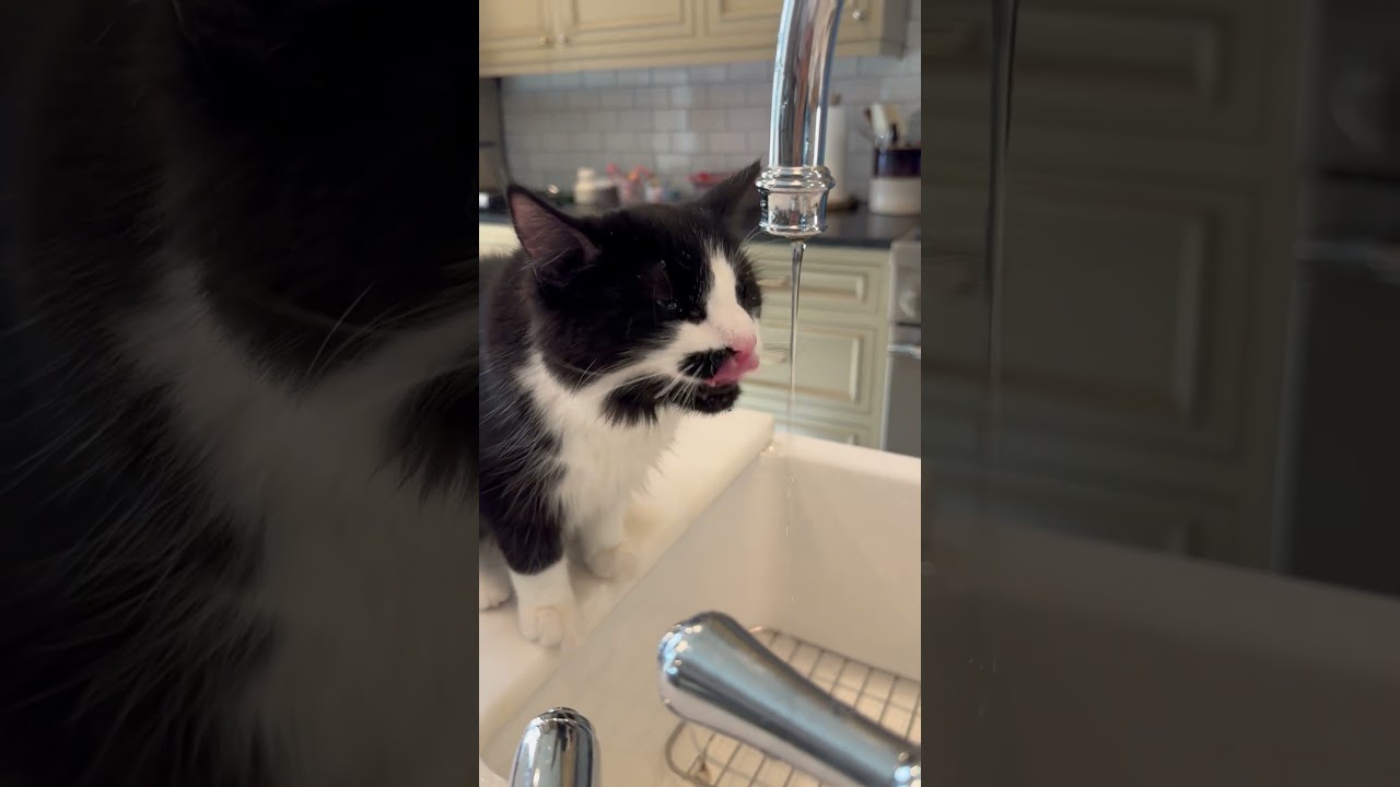 Enlarge Tut, an adopted Domestic Medium Hair in Beaufort, SC video 3/3