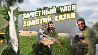 Золотой сазан рыбалка подольский район