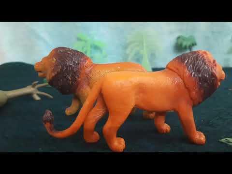 african lion vs asiatic lion