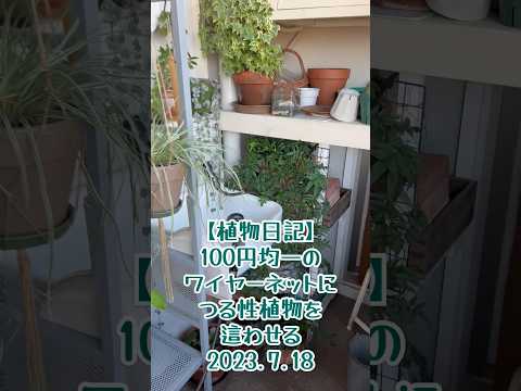 フェンスに美しさを加えるつる性の植物はどれですか?超装飾7種！  庭園