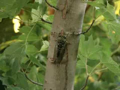 thelope.com - Cicada: Tibicen pruinosa 08-08-21-011