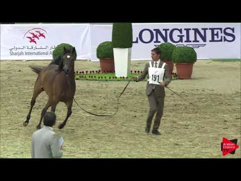 191 SUHAILA AL ZOBAIR Sharjah International 2018