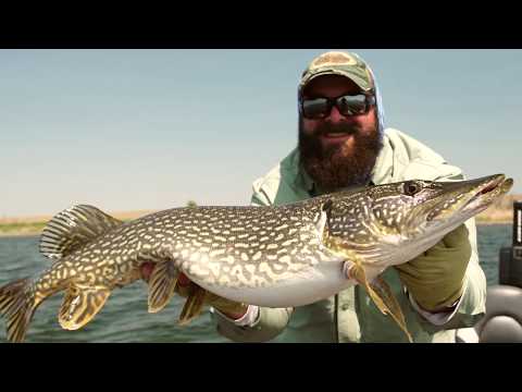 How to rig the McRubber PaddleTail 5 Inch to catch Walleye and Pike