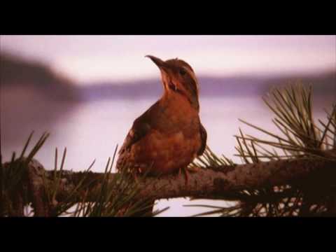 Angelo Badalamenti  - Twin Peaks Theme (DISC1) #twinpeaks