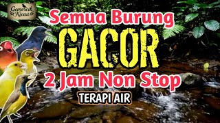 Download lagu BIKIN GACOR NONSTOP‼️ 2 Jam Terapi Burung Stres dan Macet Bunyi  mp3