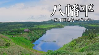 八幡平ハイキング