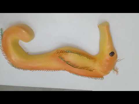 MODEL OF SEA HORSE