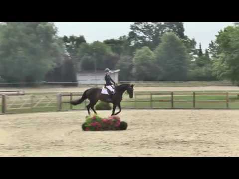 Holsteiner Sommerauktion | Nr. 16 - Cox v. Cormint - Exkurs