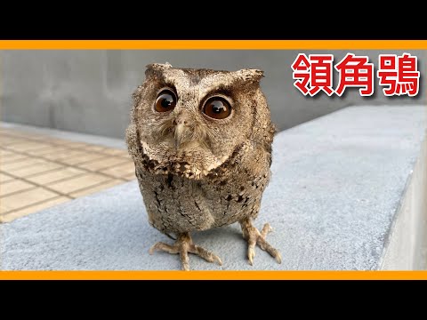 最親近人類的都市常見貓頭鷹！幼鳥遭路殺的數目卻是猛禽之冠！發生於「領角鴞」身上的真實故事！Otus lettia【台灣鳥傳奇】【猛禽與福爾摩沙】