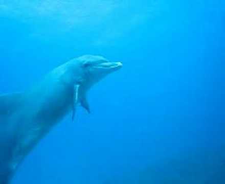 Merville Diving (Merville Hotel Gand Baie)