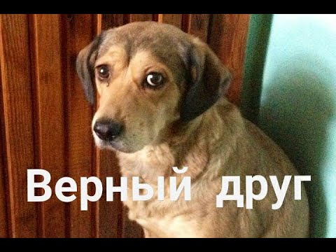 Верный друг