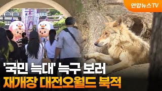 '국민 늑대' 늑구 보러…재개장 대전오월드 북적 / 연합뉴스TV (YonhapnewsTV)