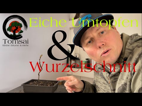 Eiche Umtopfen , Wurzelschnitt Bonsai 36/22