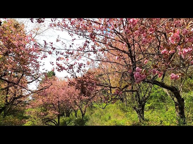 2025 [Kakunodate Cherry Blossoms] Blooming Status May 5th