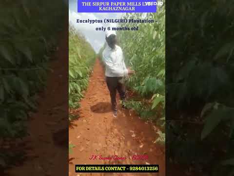 Eucalyptus   6 Months