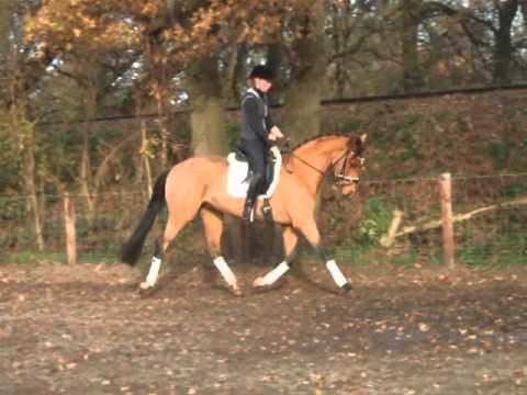 Michel v. Mighty Magic - Federweisser -for sale- www.pferde-aus-verden.de