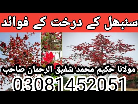 sumbal kai darkhat kai faidai|||sumbal kiyia hai|||سنبھل کے درختوں کے فوائد اور اس کے استعمالات