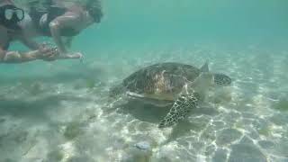 preview picture of video 'Gili Meno Lombok Turtle Point Trip Bersama Lombok Traveling Tours'