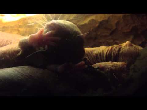 Naked Molerat Too Tired to Eat