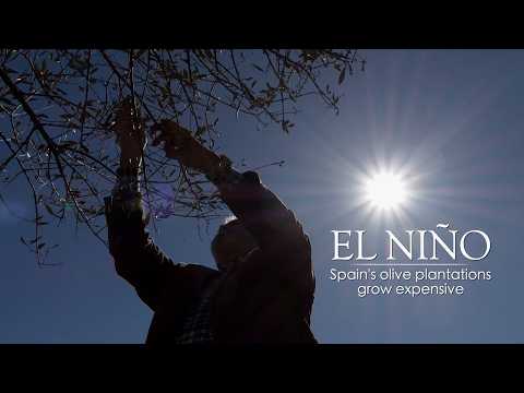 Inside El Nino – Spain's olive plantations grow expensive