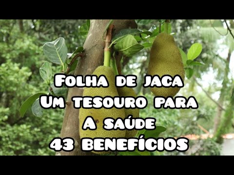 FOLHA DE JACA: CÂNCER, INFECÇÃO, INFLAMAÇÃO, DOR, DIABETES, COLESTEROL, MICOSE, BACTÉRIAS, FUNGOS...