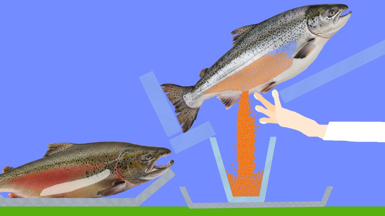 【Algodoo】Raising Salmon from Eggs｜タマゴからサケを育てる